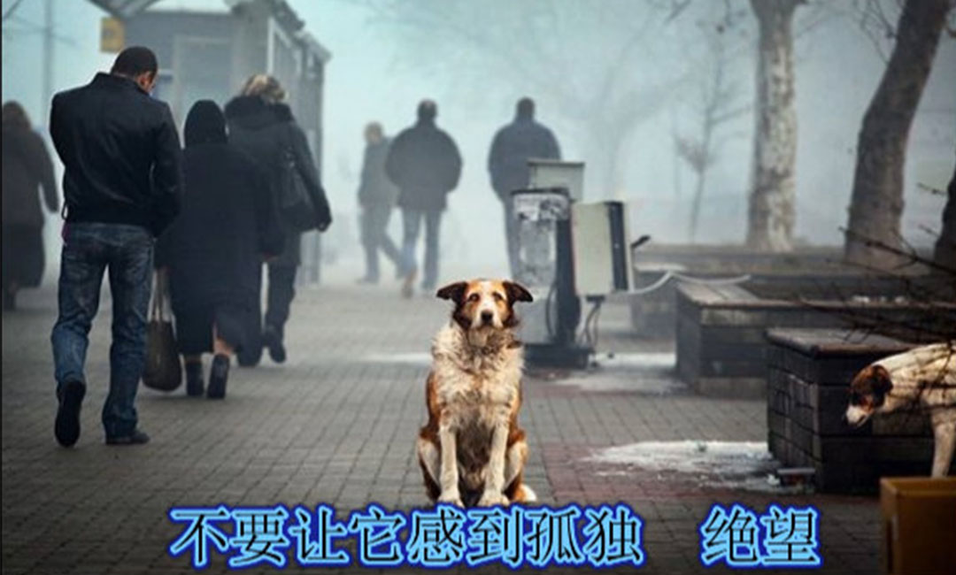 佛山佛山爱影圈微博微信转发案例